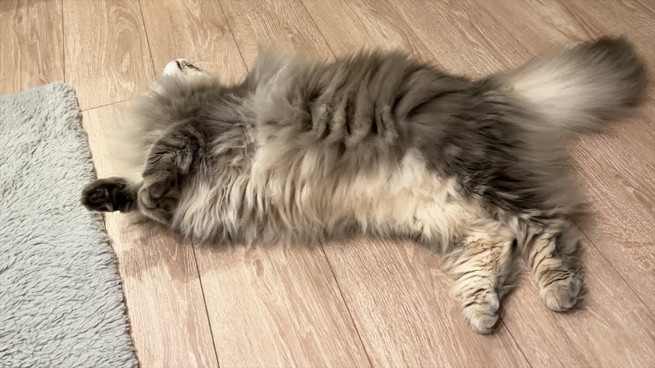 お風呂上がりの飼い主に甘えてくる猫 ノルウェージャンフォレストキャット