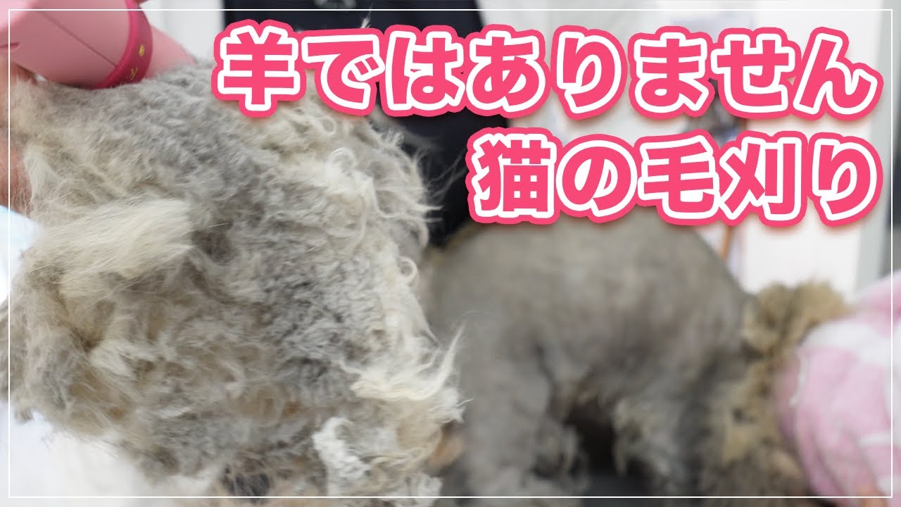 【テンちゃん】まさにムートンのような毛玉、いえ普通の猫です【サイベリアン】