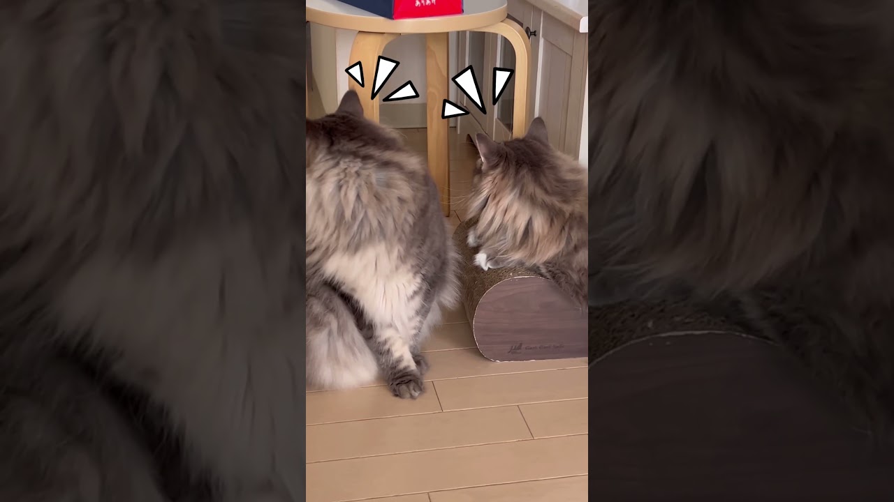 まな猫たちの共演 #shorts #猫動画 #ノルウェージャンフォレストキャット #サイベリアン #アビシニアン #cat