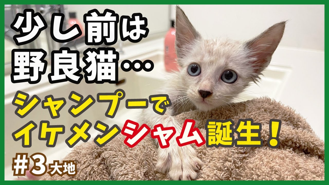 【保護 シャムミックス】初めてのお風呂は最高？綺麗な美猫に変身した強気な子猫が可愛い。【野良シャム・大地3】/ Kitten  protection