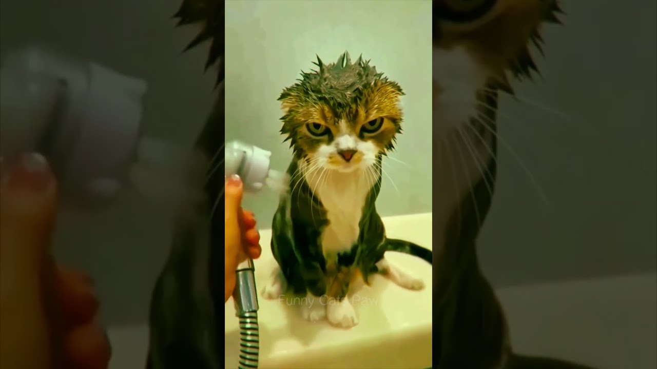 Funny Cats Paw 2023 🐾😂 - Cat's Favorite Activity Is Showering 🚿💦🐈😂 #27 #shorts
