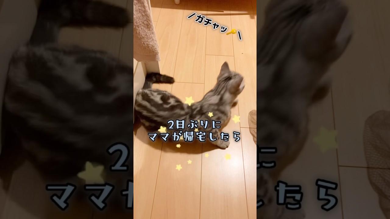 ✨TikTok2日で10万回再生✨　2日ぶりに帰宅したママに早く会いたい猫の反応がかわい過ぎた🥺💕　　　#shorts #アメリカンショートヘア #スコティッシュフォールド #猫動画 #お出迎え
