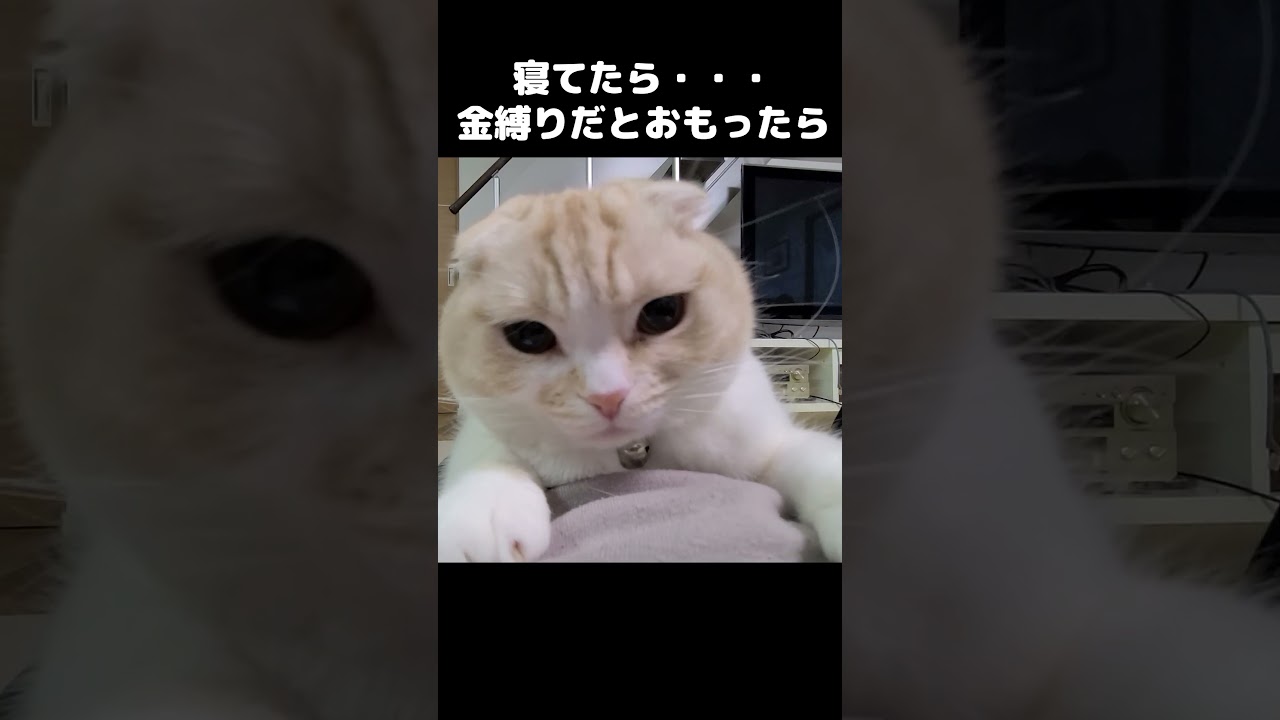 お昼寝中に金縛りにあったと思ったら猫がこうなってた#shorts