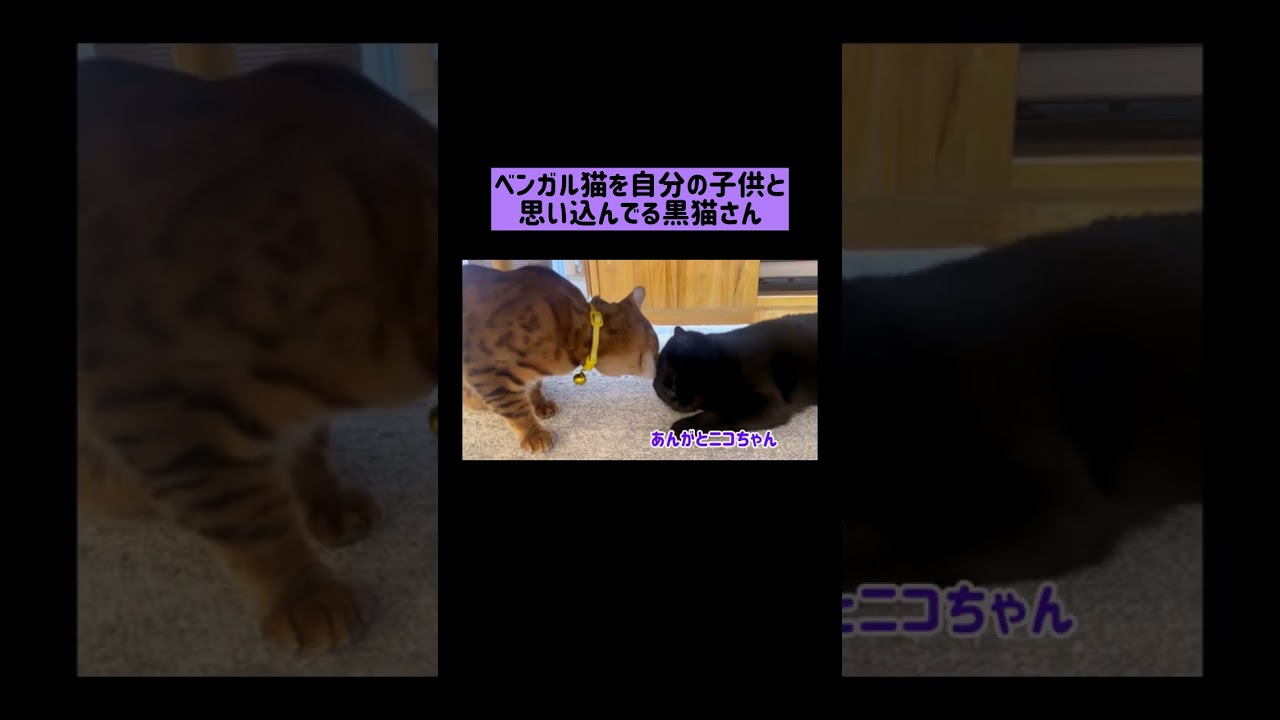 コミュ力高いベンガルと黒猫💛💜 #shorts