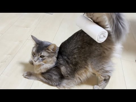 コロコロされてコロコロ転がっちゃうソマリ