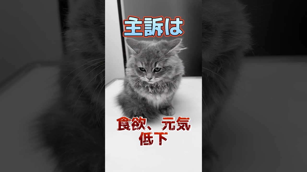 元気がないサイベリアンの診察