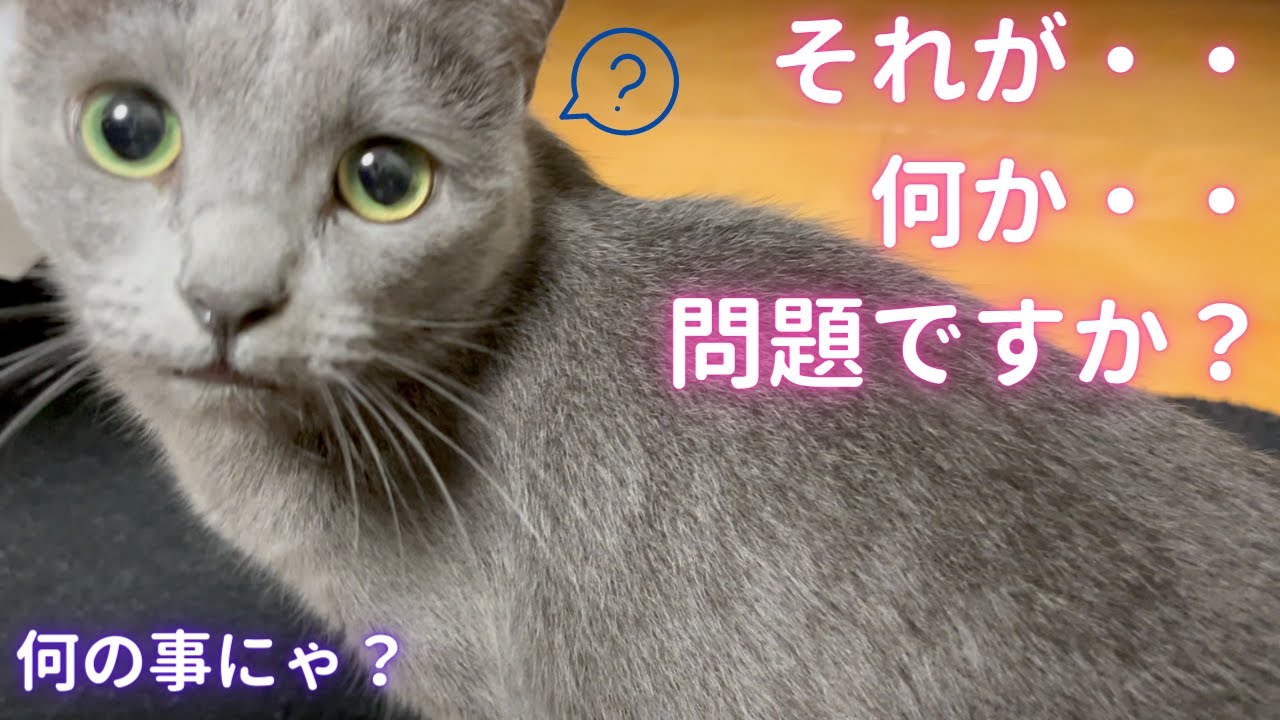 全く悪気の無い猫（ロシアンブルー）