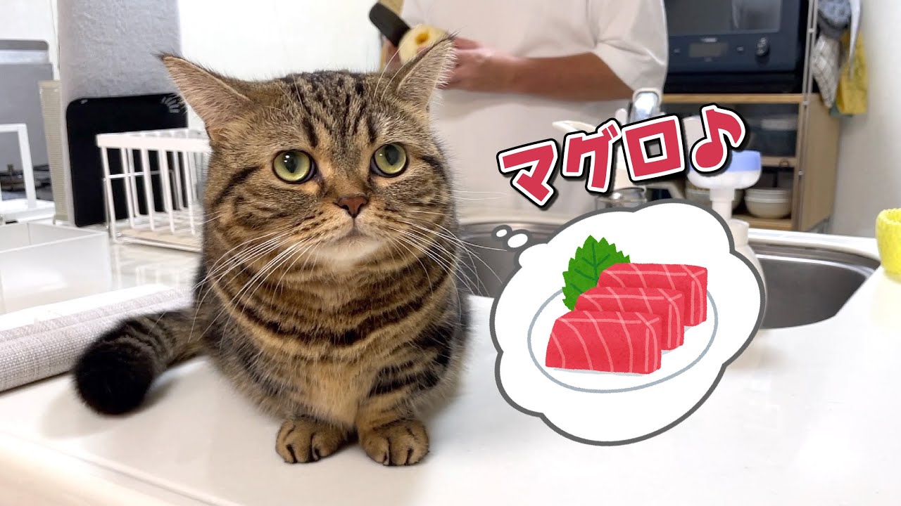 パパがキッチンに立つと何か貰えると思って待ってる猫が可愛いw