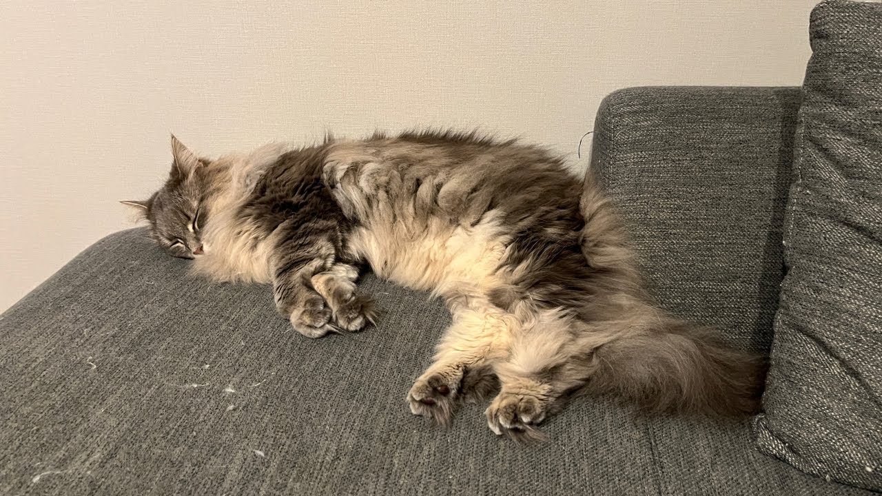 ちょこっと猫配信ライブ✨ノルウェージャンフォレストキャット
