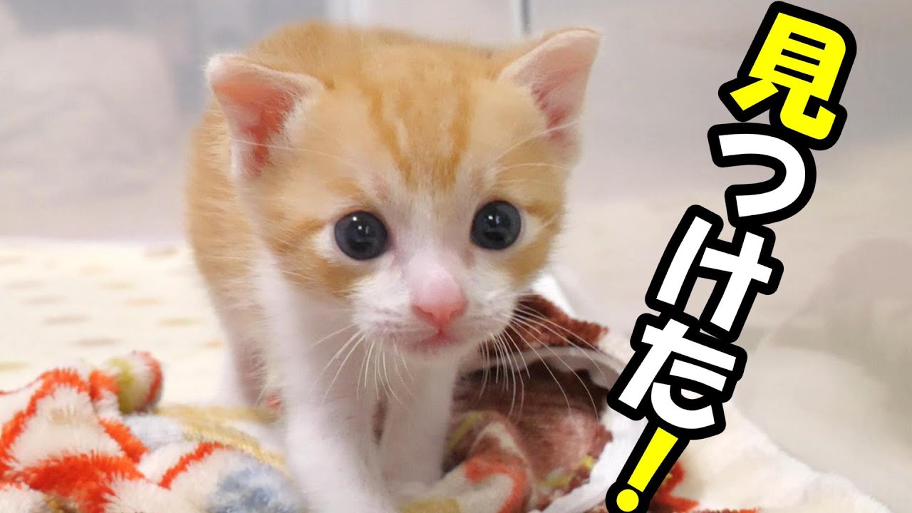 ママを見つけた子猫がニヤリ！【赤ちゃん猫　保護猫】