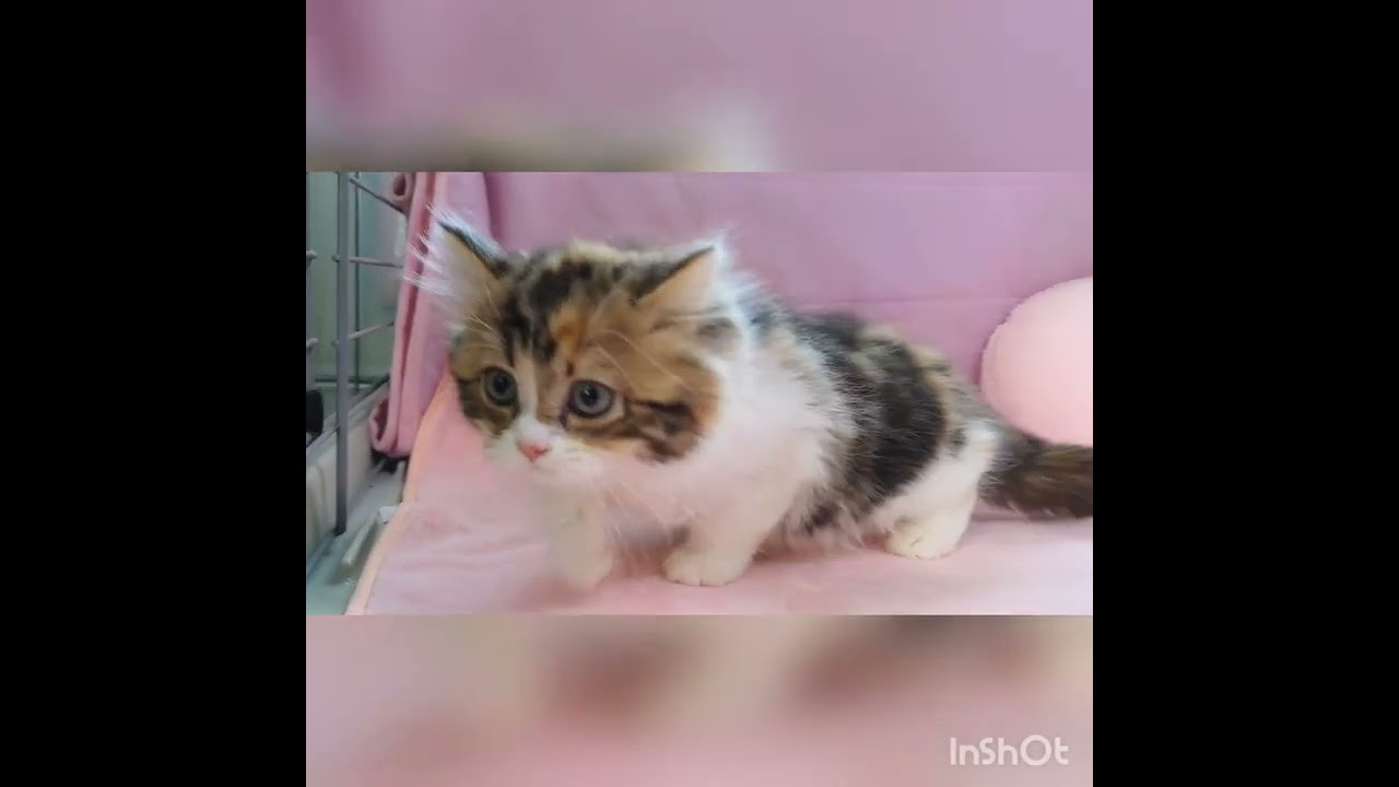 ラガマフィン キャリコ☆　おっとり女の子♡