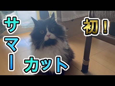 【猫】初サマーカット！！サイベリアン　丸刈りにされる猫の重大な理由・・・それは！？
