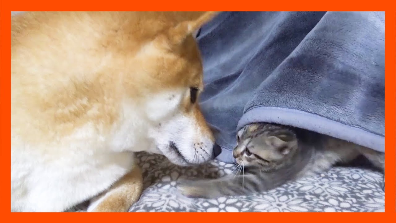 【R村の歴史】柴犬パパママにかまって欲しくて色々なところでアタックするキジトラ子猫たち