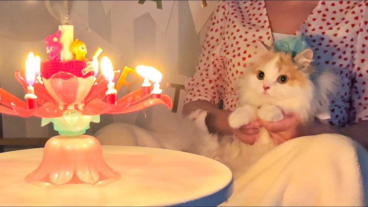 キャンドルにびっくりする猫ちゃん【ミヌエット・マンチカン】minuet munchkin kitten