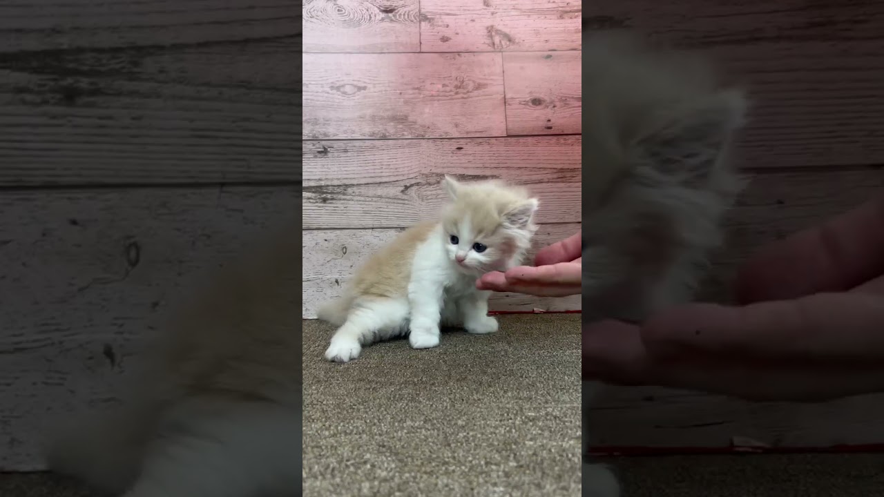 サイベリアン 縫いぐるみのような男の子♪