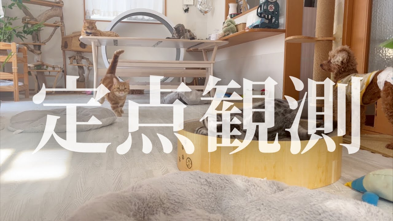 ねこもふ家のリビングを定点観測してみたら...！ #猫 #マンチカン