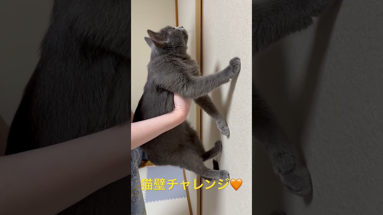 猫壁チャレンジ🧡テイク①（ロシアンブルー）#shorts