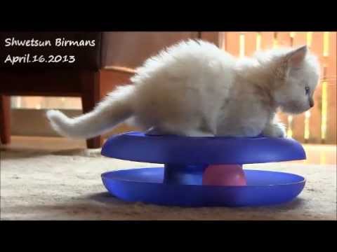 バーマンの子猫たち４月１６日