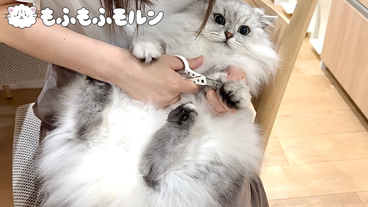 お手入れが嫌になった猫は必殺のあれを繰り出します 【サイベリアン】