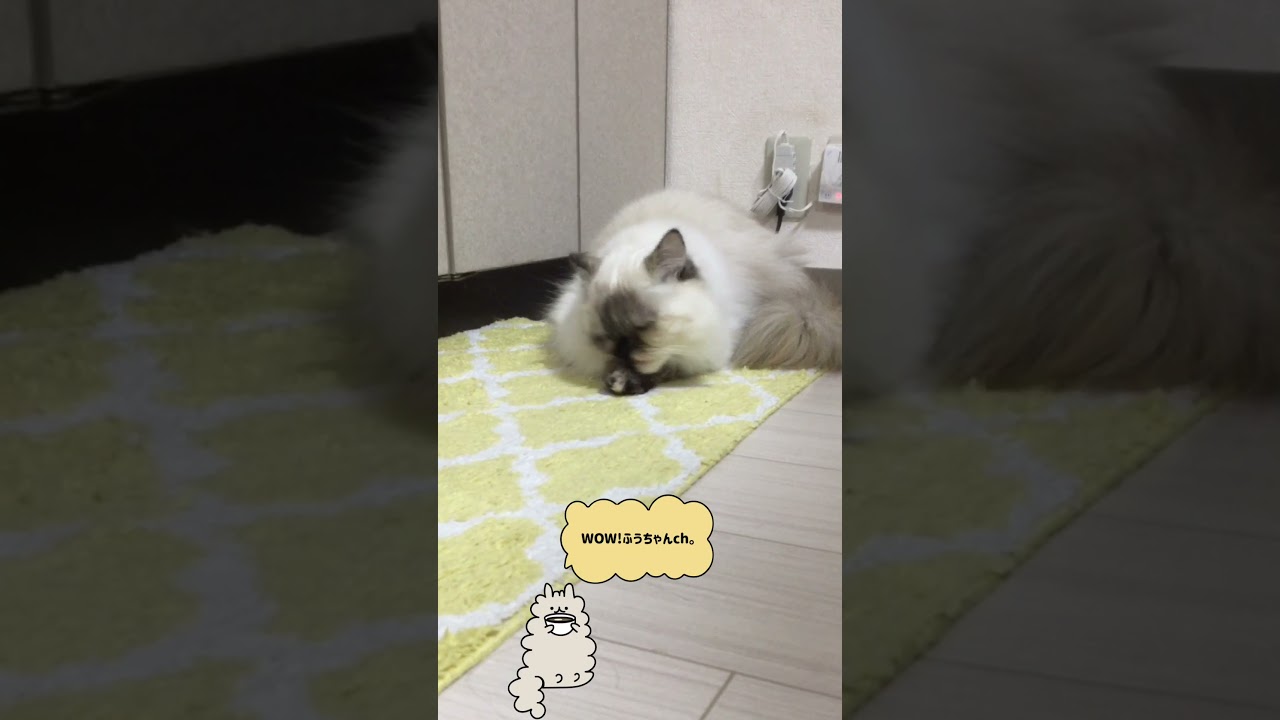 【怒り】スーパーサイヤ猫　【ヒマラヤン】Looks like X-Men   #Shorts
