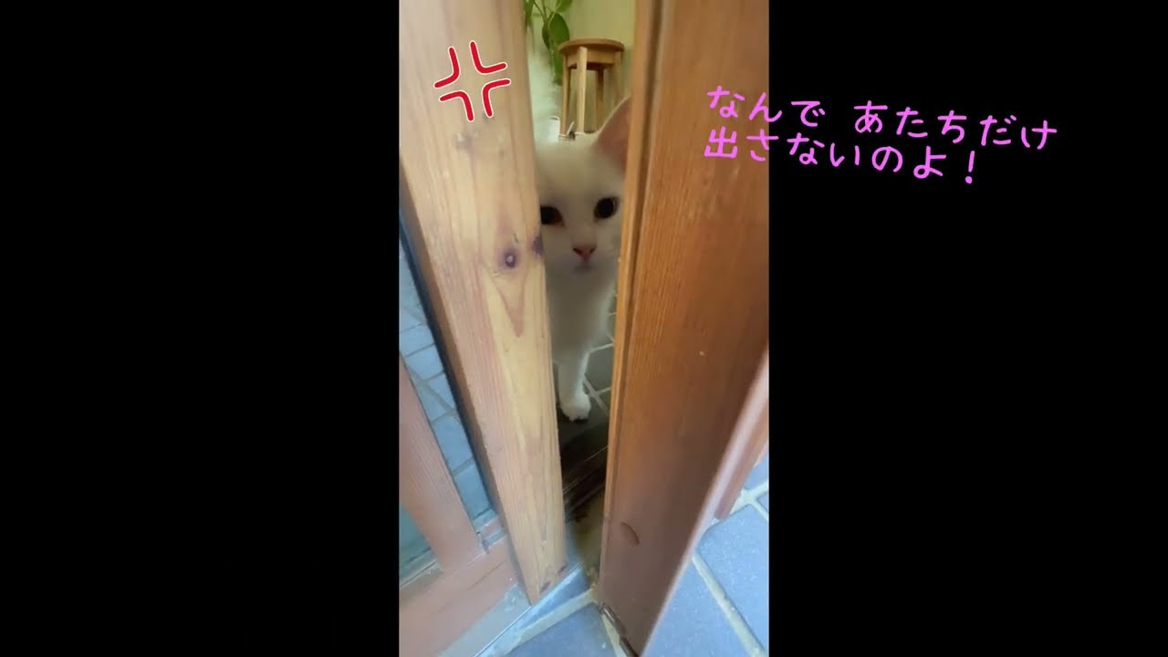うちの猫スタイル