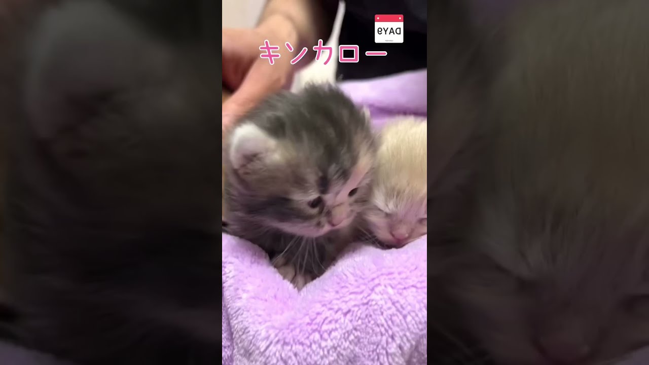 【今日もふ】キンカロー子猫♡DAY9【2022年11月15日】