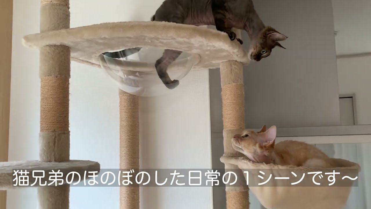 デボンレックス兄弟の日常の一コマ(A heart-warming scene from daily life of Devon Rex brothers)