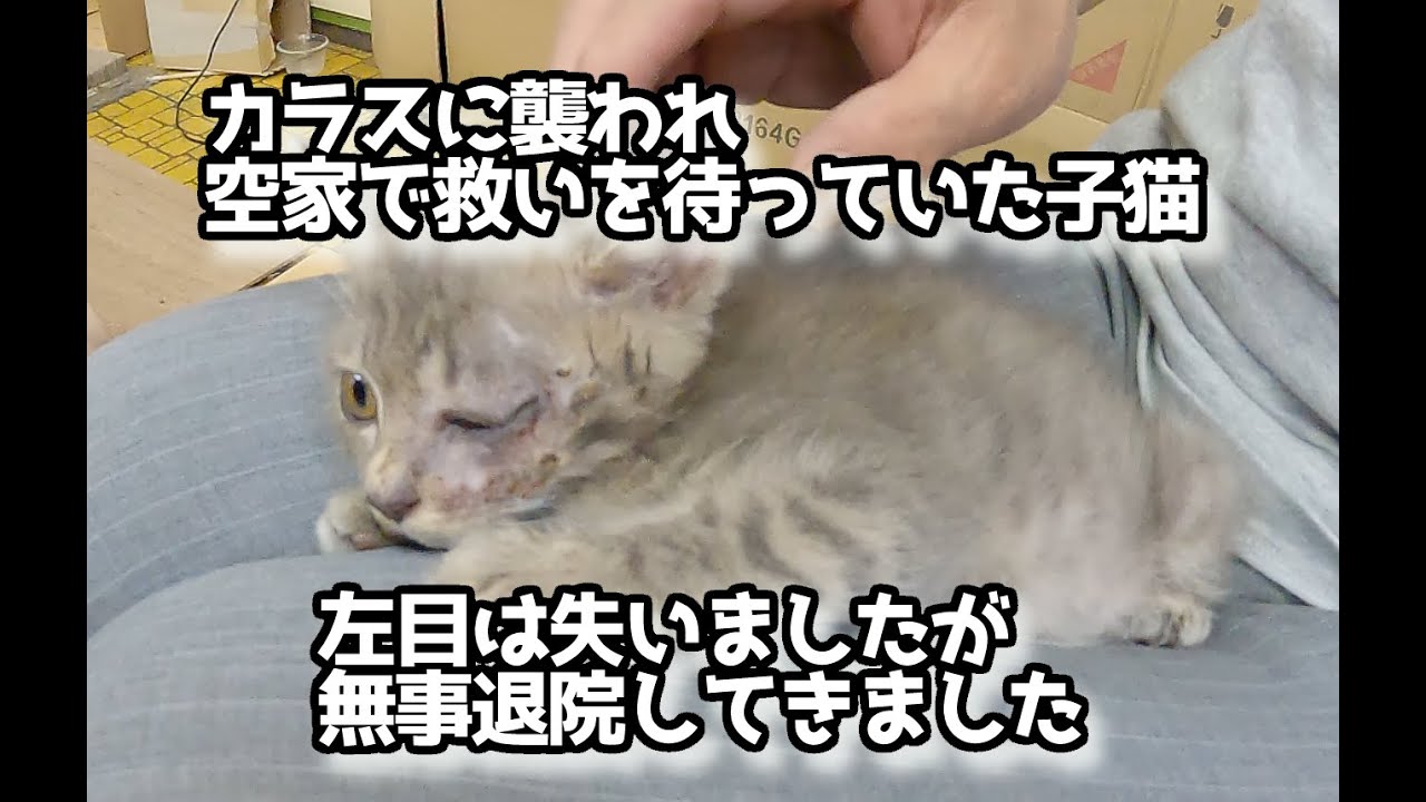 カラスに襲われ空家で救いを待っていた子猫パヤちゃん退院のご報告＃kitten＃cat＃猫