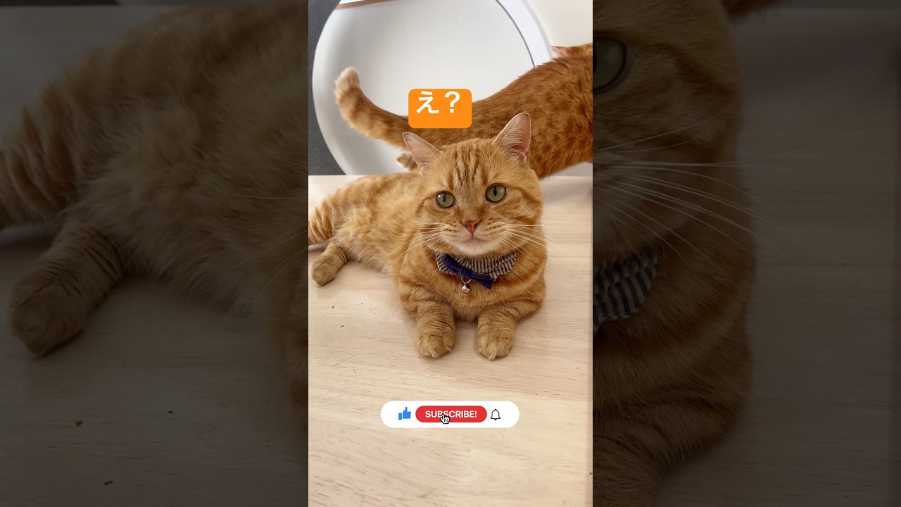 ぼく、かわいくないだに？ #猫 #マンチカン #shorts