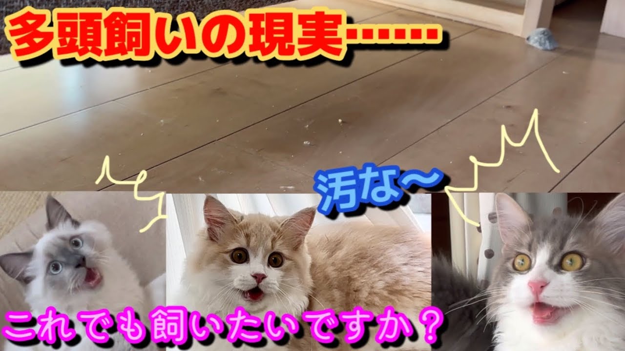 これが現実です…… これでも飼いたいですか？　サイベリアン　子猫　多頭飼い　kitten siberian デメリット　大変