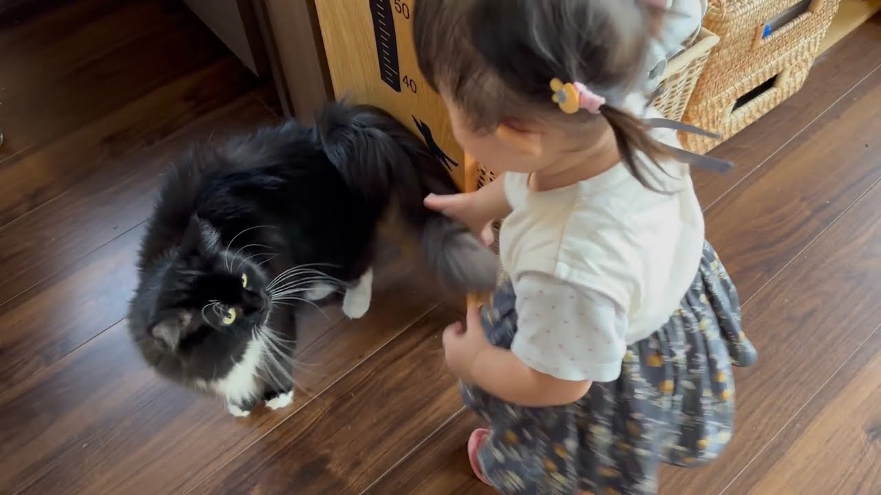 朝食時に涼む猫　ノルウェージャンフォレストキャットA cat relaxing nearby during breakfast. Norwegian Forest Cat.