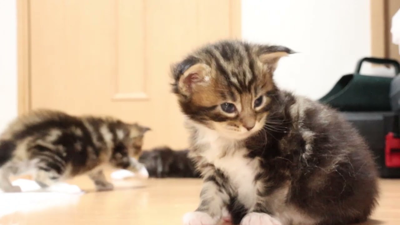 生後24日ブラウンのメインクーン赤ちゃん万太郎君