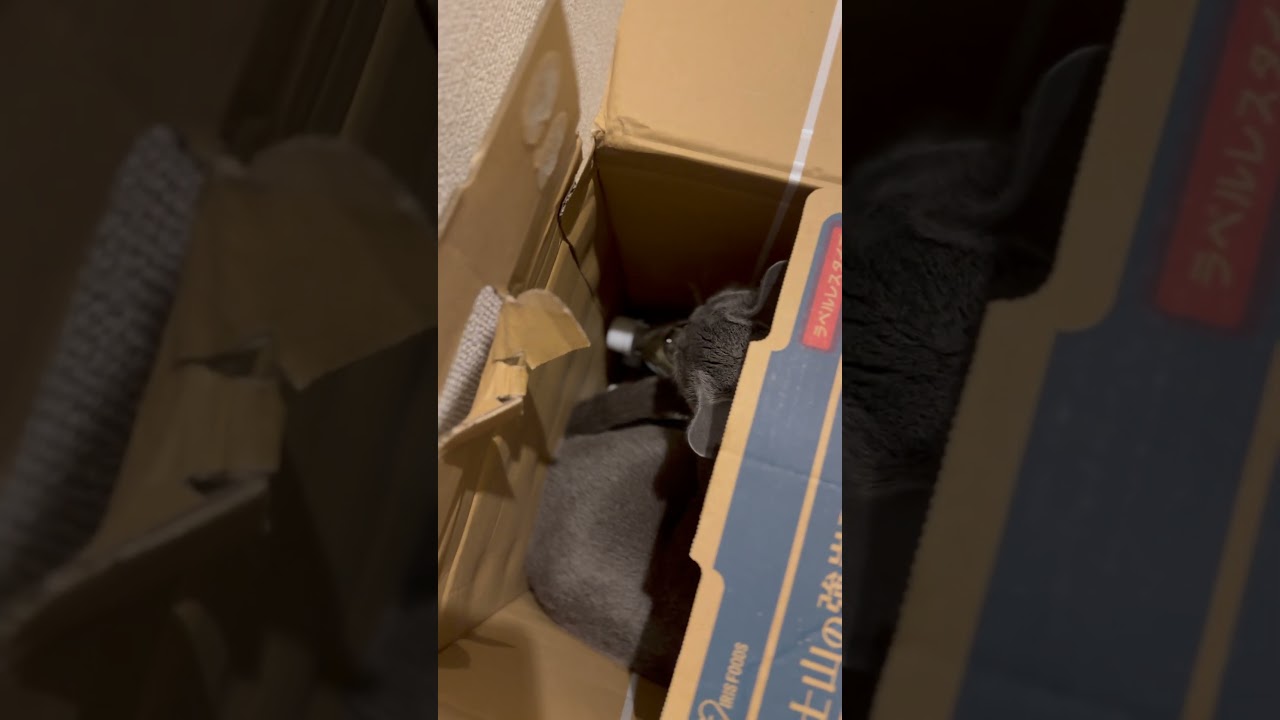 ウィルの毎日 #93 何でこんなところで。 #ロシアンブルー #russianblue