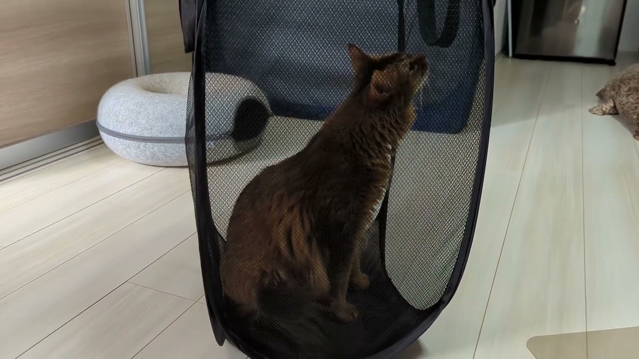 【592日目】洗濯かご #ソマリ #cat