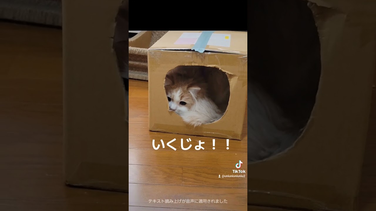 何度目のおちり #ラガマフィン #猫動画 #cat #子猫