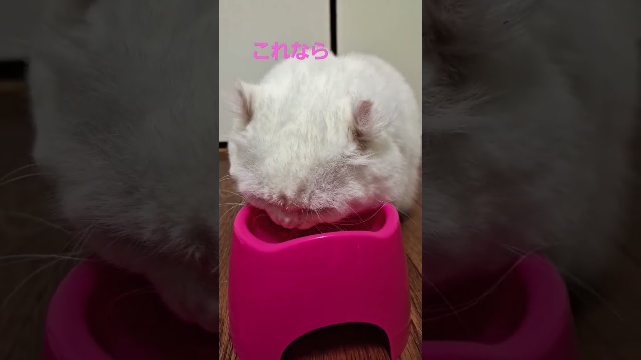 【オッドアイ幸せを呼ぶ猫】お水をあまり飲まない時はチュール水#猫#cat#白猫#キンカロー#shorts