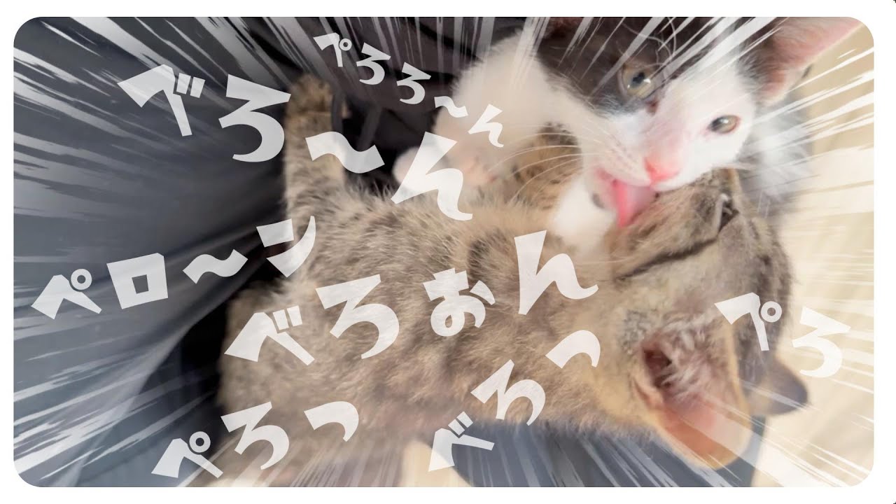【ペロンペロンする子猫】おやつの後は顔もおいしいねん【保護猫生活42日目】