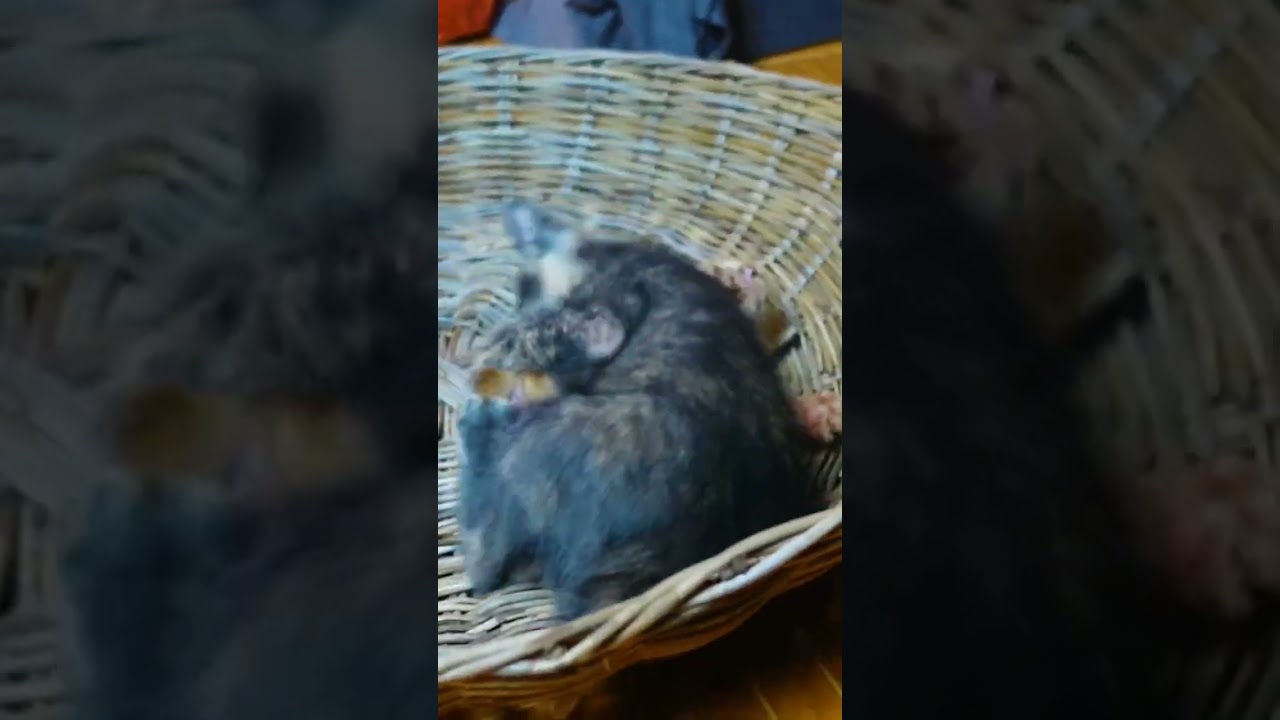 Short tail kitten vs manx kitten breed #shorttailkittentv #cutecat #kitten #cat #kitty #shorts #cute