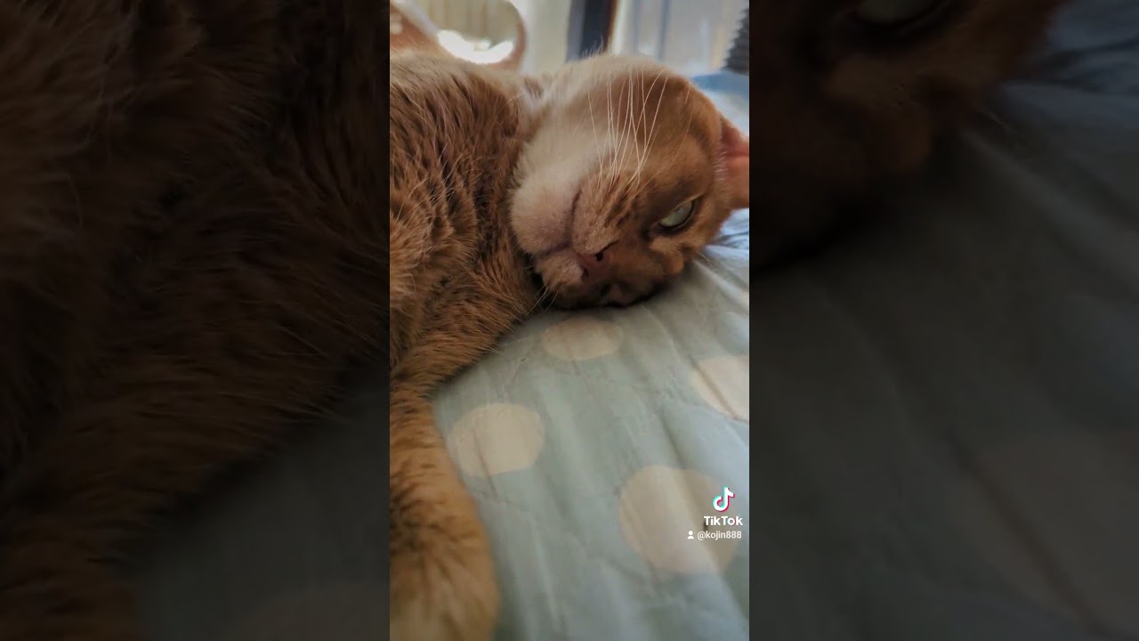 8/27コロンコロンあびにゃん（´・ω・`） #ねこ #cat #アビシニアン #猫