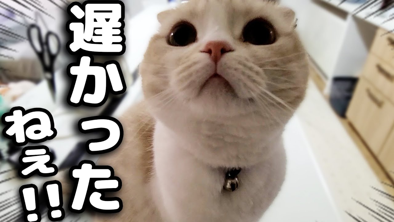 帰宅が遅くなり寂しくてニャーニャー文句が止まらない猫が可愛すぎる