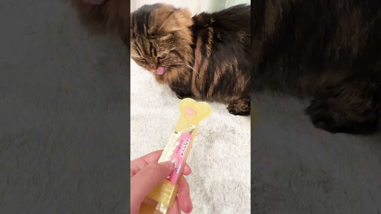 おやつの時間【マンチカンのアーサー】 #Shorts