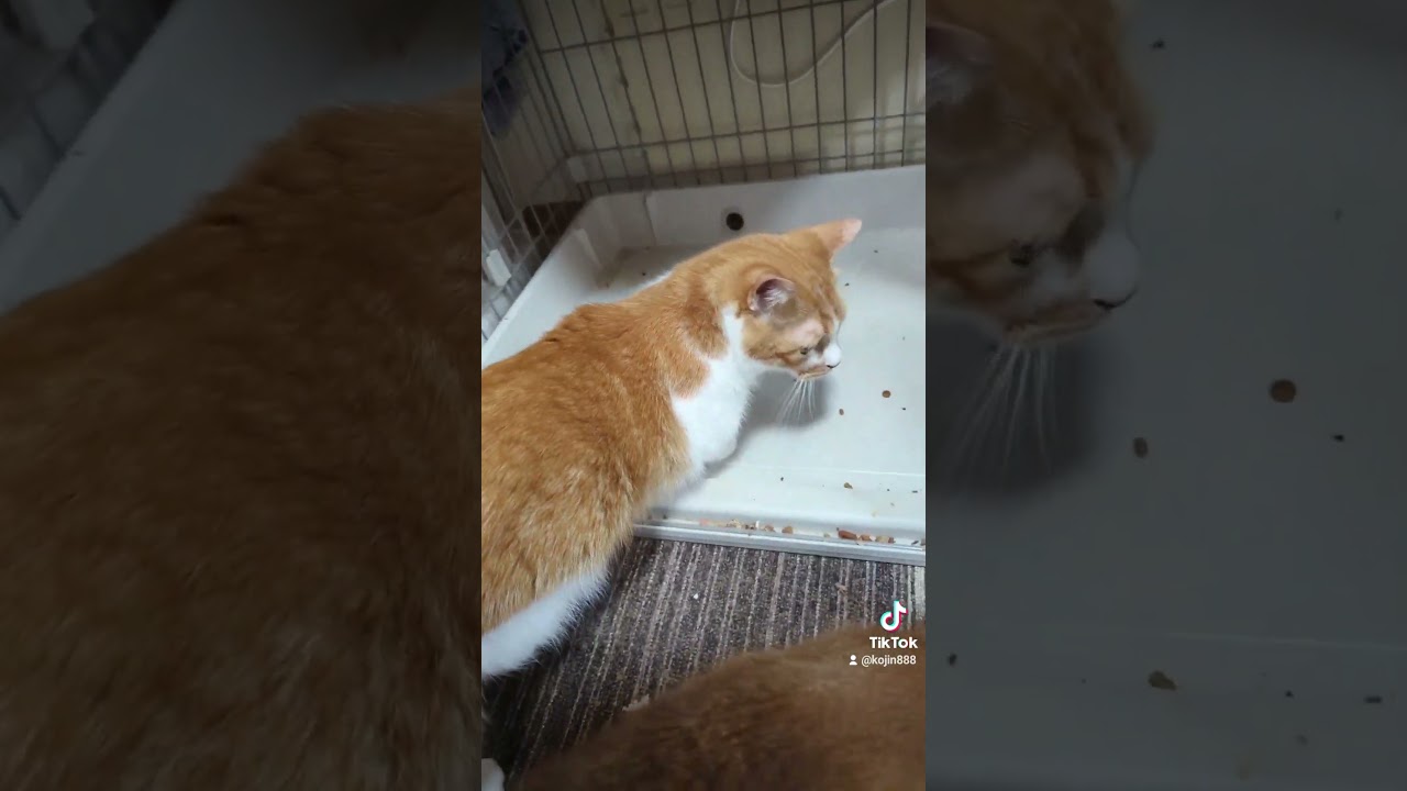 8/30ねこさんの晩餐会（´・ω・`） #ねこ #cat #マンチカン #アビシニアン #キジトラ #猫 #短足マンチカン #abyssinian #短足 #cute