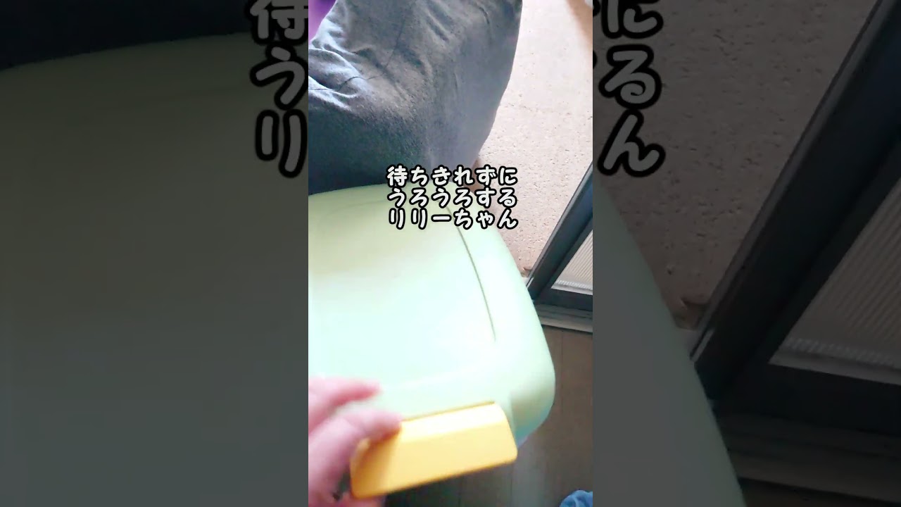 【猫動画】ご飯は欲しいけど我慢もできるロシアンブルー【russianbule】#shorts　Russian blue who wants rice but can endure it