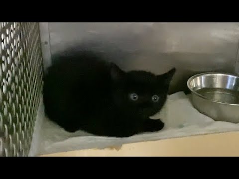 道路の真ん中で動かなくなっていた子猫を保護