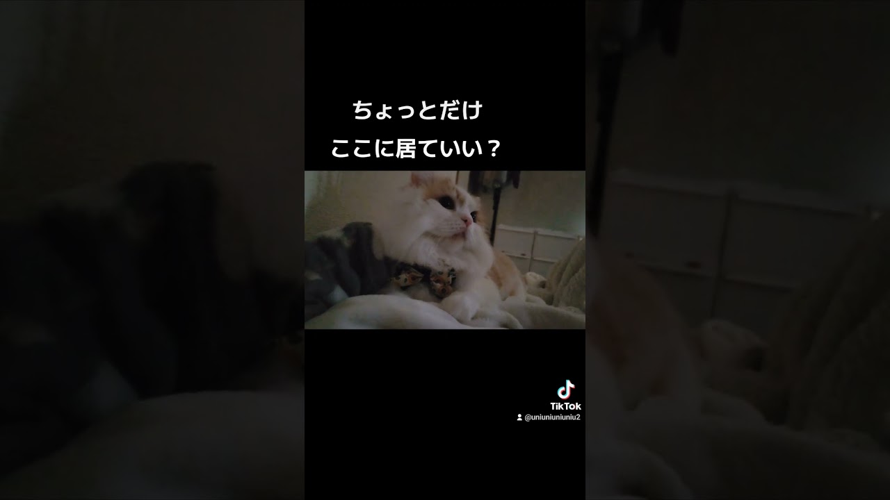 寂しがり屋なねこ #ラガマフィン #猫動画 #子猫 #cat