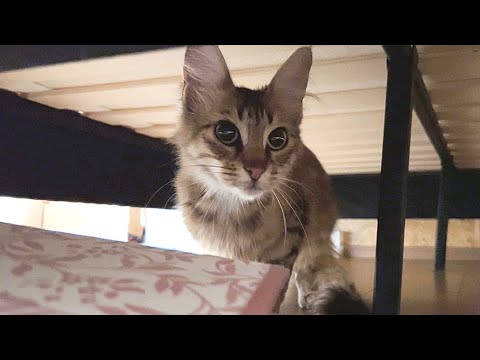 保護猫のターキッシュアンゴラ、ケージから出すもベッド下へ猛ダッシュ