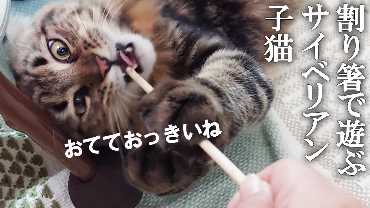 割り箸だけでこんなに遊んでくれるサイベリアン子猫