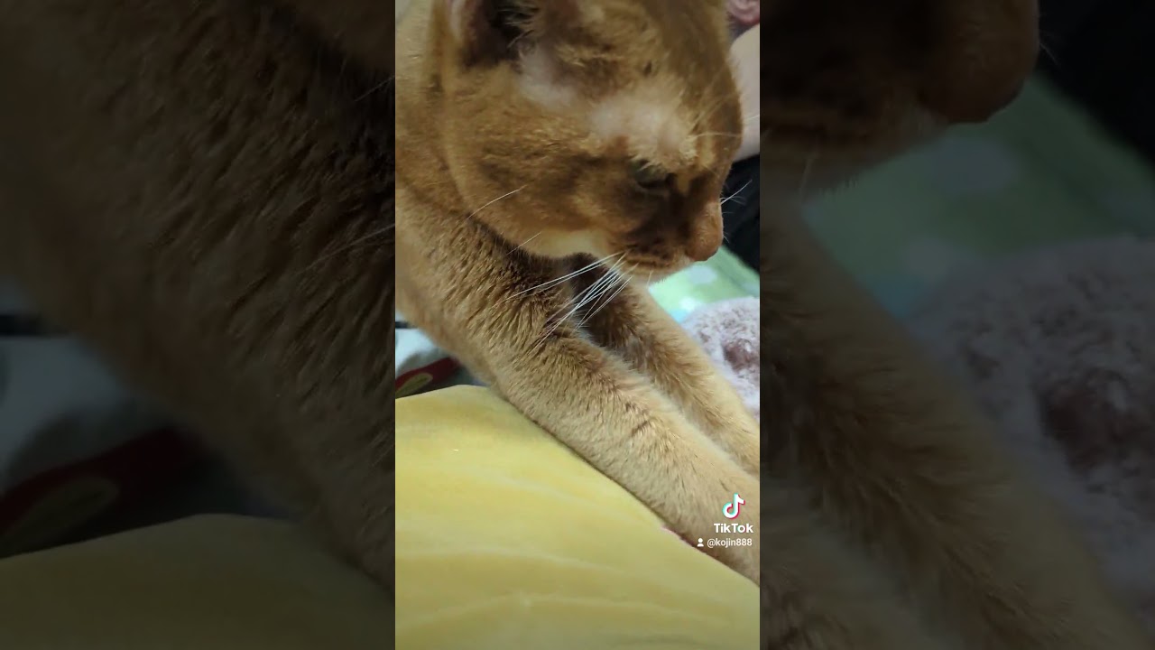 8/27もふもふあびにゃん（´・ω・`） #ねこ #cat #アビシニアン #猫