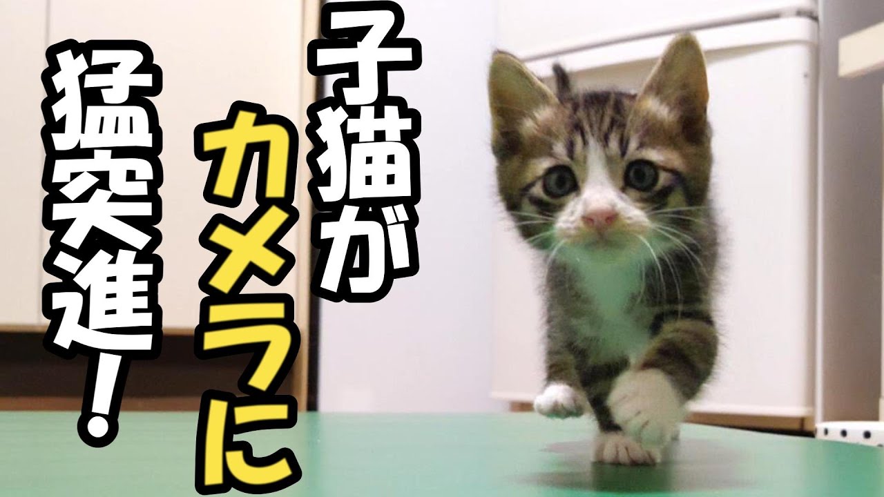 子猫がカメラの向こうの皆様に言いたいことがあるようです【赤ちゃん猫　保護猫】