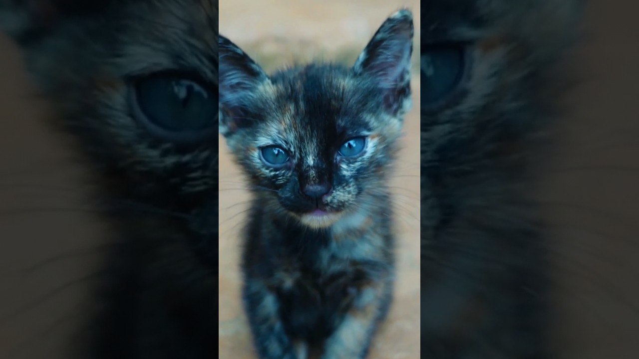 Cute manx kitten breed 😻#shortsviral #cutecat #kitten #cute #cutepet #shorts #short #cat #shortvideo